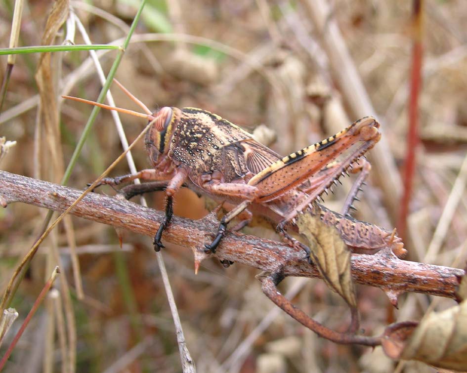 Acrididae - Anacridium aegyptium